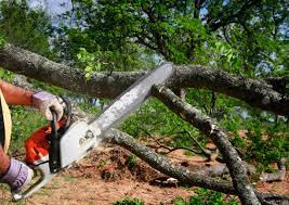 How Our Tree Care Process Works  in  Parma Heights, OH