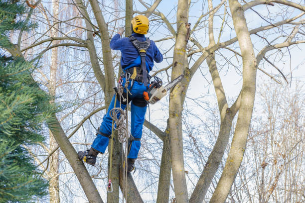 Reliable Parma Heights, OH Tree Services Solutions